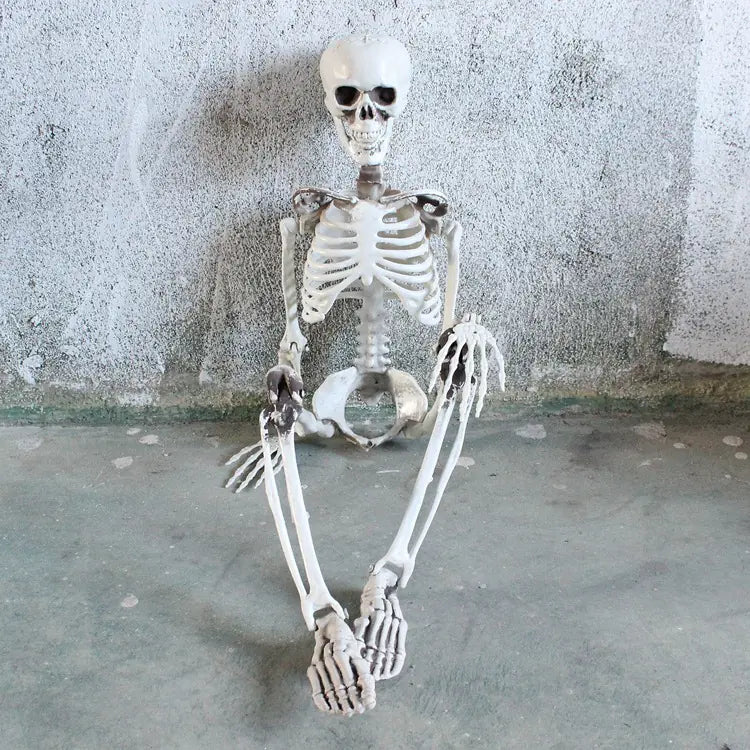 Authentic Skeleton Display