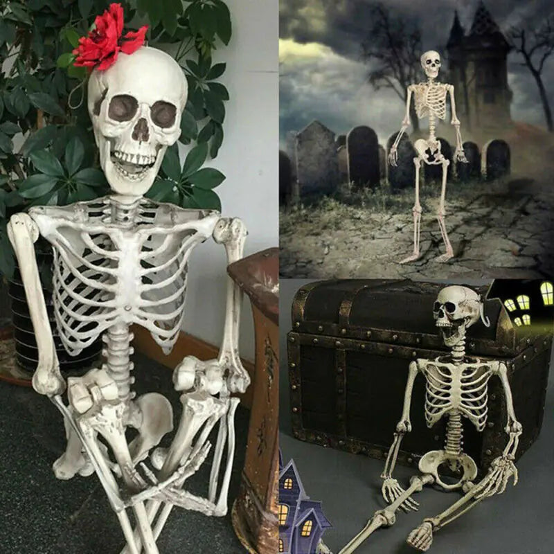 Authentic Skeleton Display