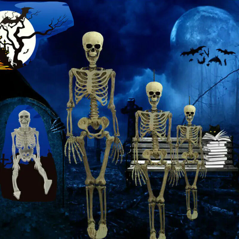 Authentic Skeleton Display
