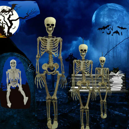 Authentic Skeleton Display
