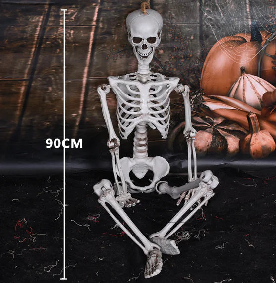 Authentic Skeleton Display