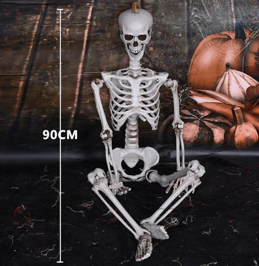 Authentic Skeleton Display