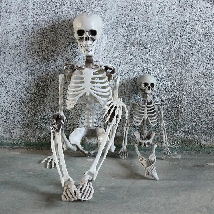Authentic Skeleton Display