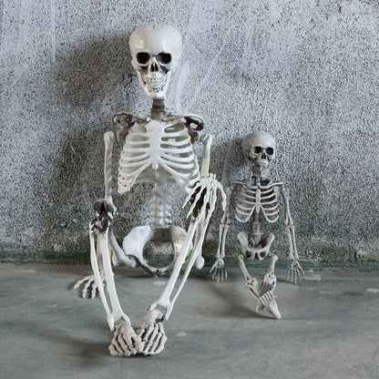 Authentic Skeleton Display