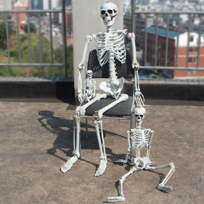 Authentic Skeleton Display