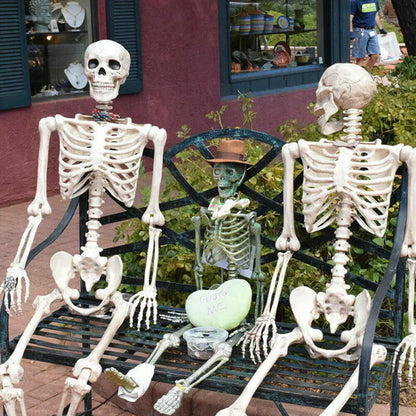 Authentic Skeleton Display