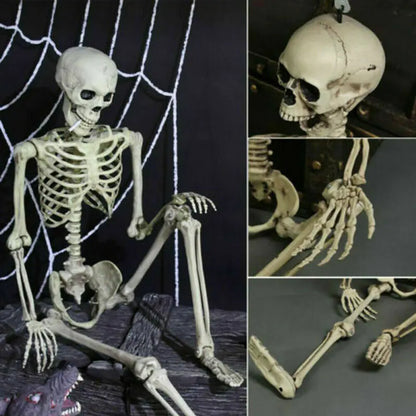 Authentic Skeleton Display