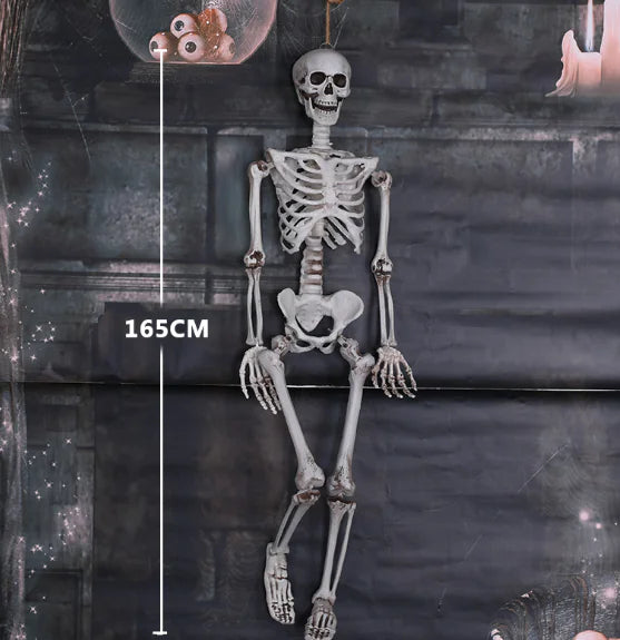 Authentic Skeleton Display