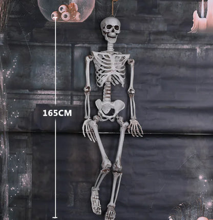 Authentic Skeleton Display